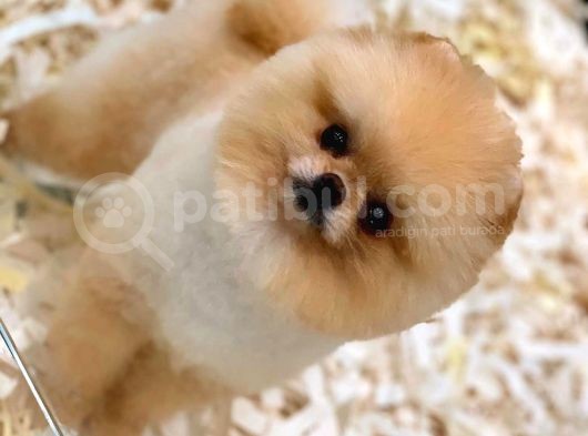 Yetiskin Oğlum Archie Pomeranian