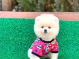 Orjinal Pomeranian Erkek