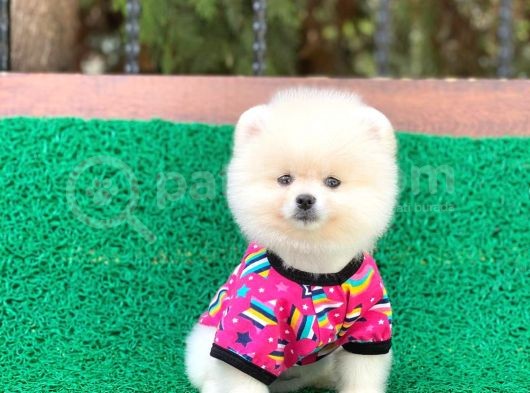 Orjinal Pomeranian Erkek görsel