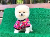 Orjinal Pomeranian Erkek