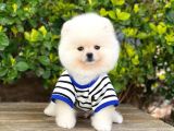 Orjinal Pomeranian Erkek