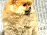 Aslan Babanın Aslan Oğlu Muhtesem Teddy Bear Bebek
