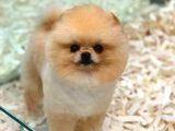 Yetiskin Oğlum Archie Pomeranian