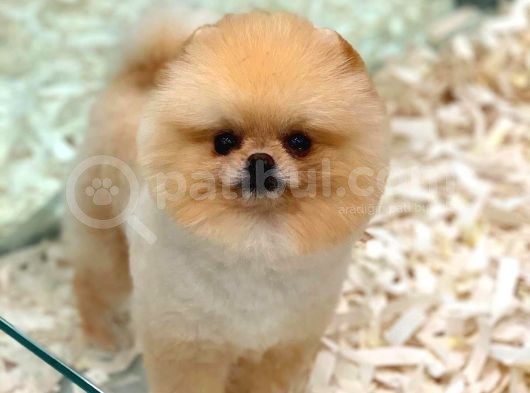 Yetiskin Oğlum Archie Pomeranian görsel