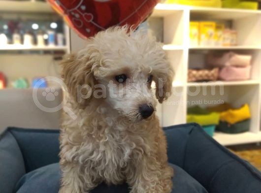 4 Aylık Dişi Apricot Poodle görsel