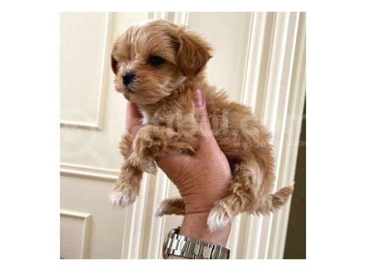 Sahi̇plendi̇rme Malti̇poo görsel