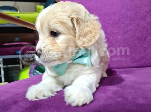 2 Aylık Orijinal Maltipoo görsel