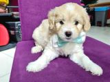 2 Aylık Orijinal Maltipoo