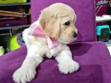 2 Aylık Orijinal Maltipoo