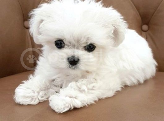 Safkan Maltese Terrier Yavrularımız