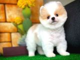Tüy Dökülmesi Az Olan Pomeranian Yavrularımız