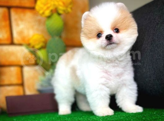 Tüy Dökülmesi Az Olan Pomeranian Yavrularımız görsel
