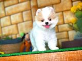Tüy Dökülmesi Az Olan Pomeranian Yavrularımız