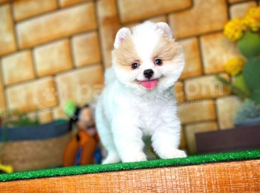 Tüy Dökülmesi Az Olan Pomeranian Yavrularımız görsel