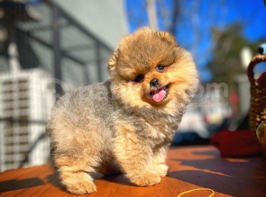 Show Class Secereli Pomeranian Yavrularımız