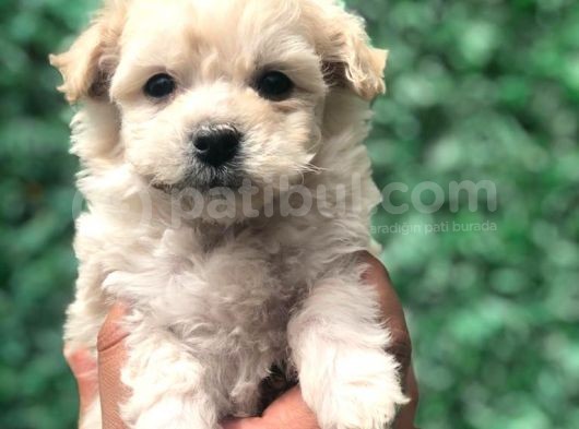 Secereli Dizayn Irk Maltipoo Yavrumuz