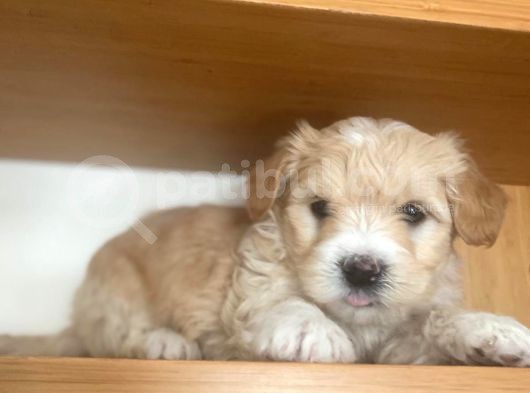 Maltipoo Yavrular görsel