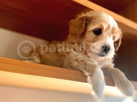 Maltipoo Yavrular görsel
