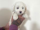Morkie Yavrular