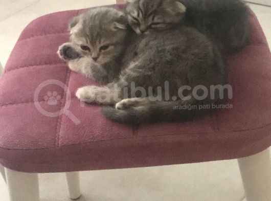 2 Adet Dişi Scottish Fold Yavrular görsel