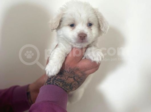Morkie Yavrular görsel