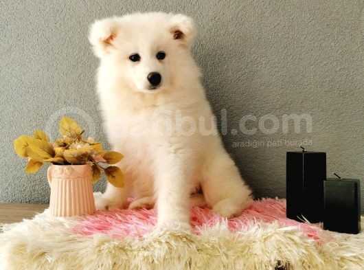 Samoyed Yavrumuz   görsel