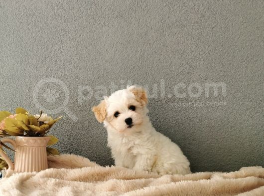 F1 Maltipoo Yavrularımız   görsel