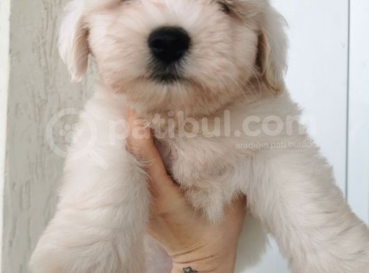 Küçük Maltese Terrier Bebeğim görsel