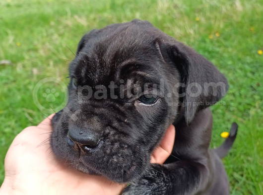 45 Günlük Erkek Cane Corso görsel