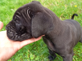 45 Günlük Erkek Cane Corso
