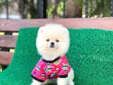 3 Aylık Pomeranian Boo Dişi
