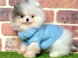 3 Aylık Merle Color Pomeranian Boo Erkek