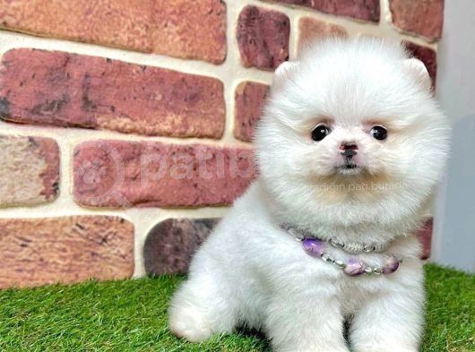 3 Aylık Pomeranian Boo Dişi