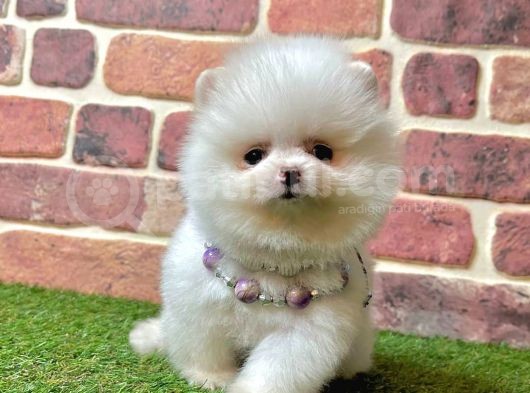 3 Aylık Pomeranian Boo Dişi görsel