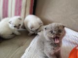 Koca Bebekler Blue Poi̇nt Li̇lac