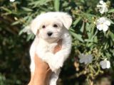 Irk ve Sağlık Garantili Maltese Terrier Yavrularımız