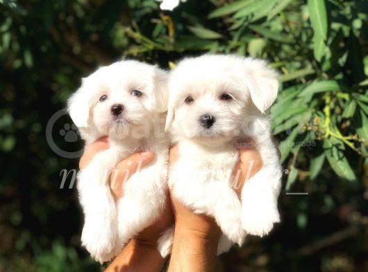 Irk Ve Sağlık Garantili Maltese Terrier Yavrularımız görsel