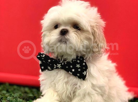 2.5 Aylık Erkek Orijinal Shih Tzu görsel