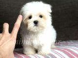 Safkan Maltese Terrier Yavrularımız