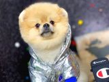 Teddy Bear Pomeranian Boo
