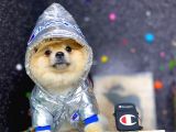 Teddy Bear Pomeranian Boo