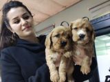 Safkan A Kalite American Cocker Bebeklerimiz