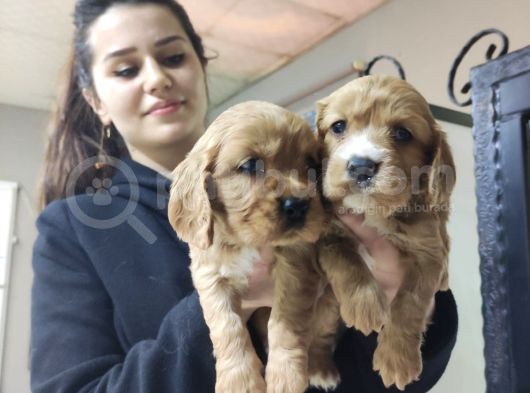 Safkan A Kalite American Cocker Bebeklerimiz görsel