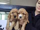 Safkan A Kalite American Cocker Bebeklerimiz