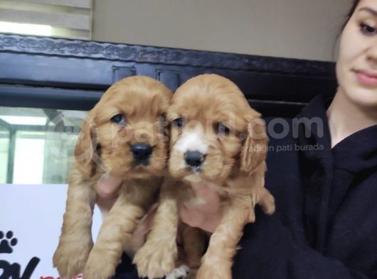 Safkan A Kalite American Cocker Bebeklerimiz görsel