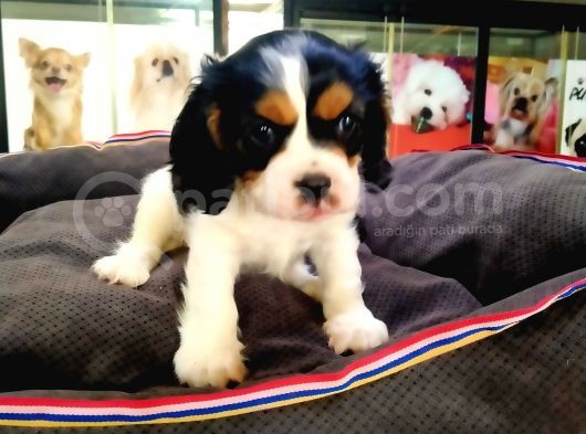 A Kalite Cavalier King Charles Bebeğimiz görsel