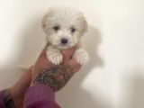 Mini Morkie Yavrular