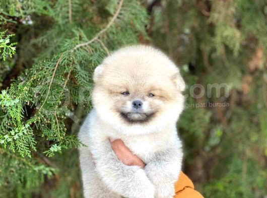 Yakışıklı Pomerainan Boo görsel