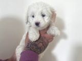 Mini Morkie Yavrular