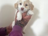 Mini Morkie Yavrular
